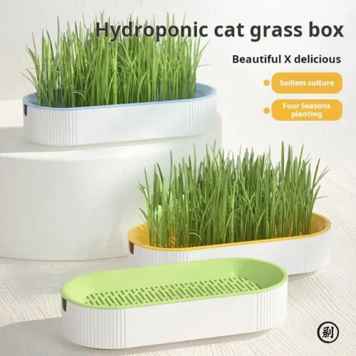 Hydroponic Cat Grass Box